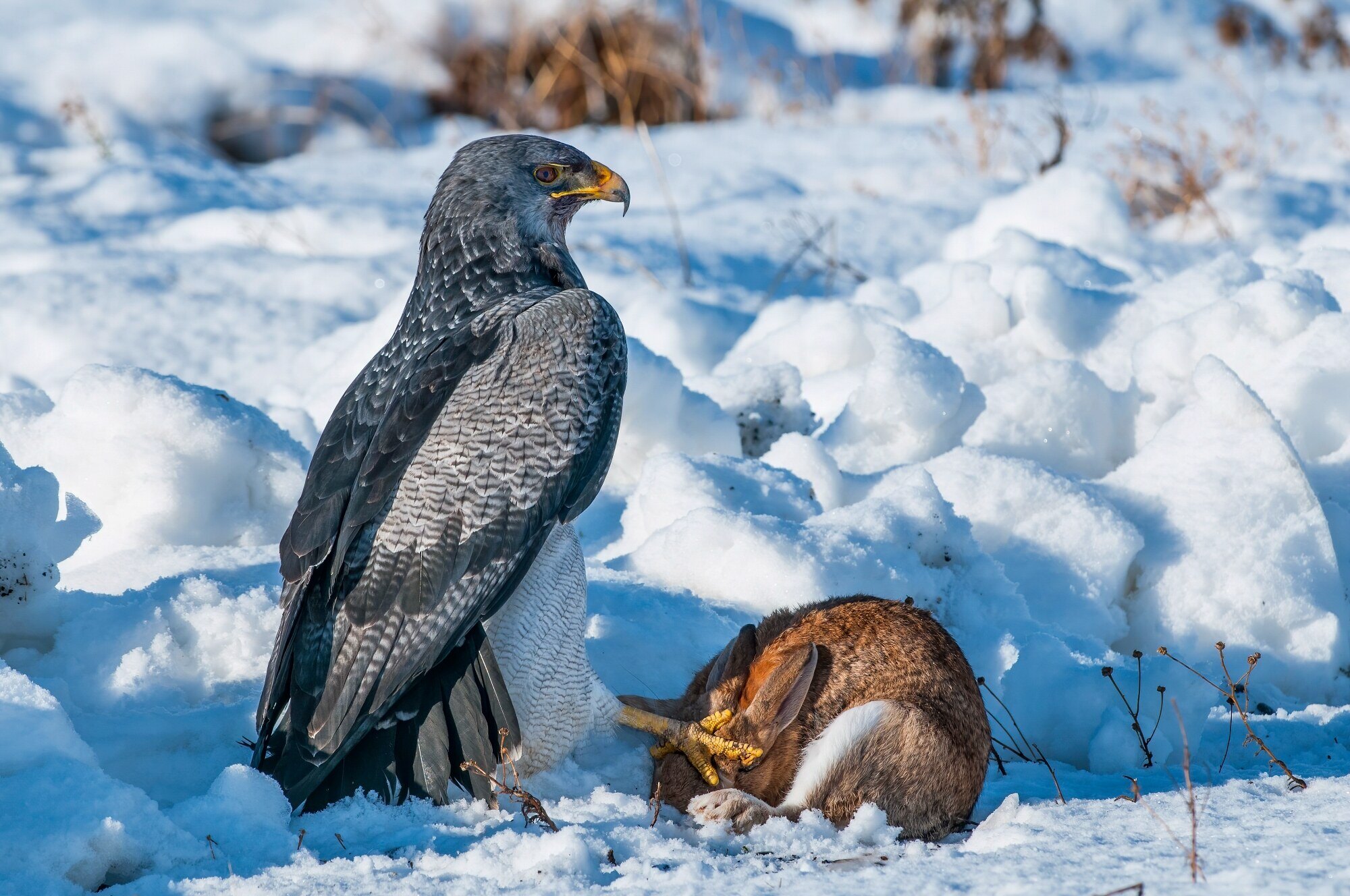Fauna patagónica